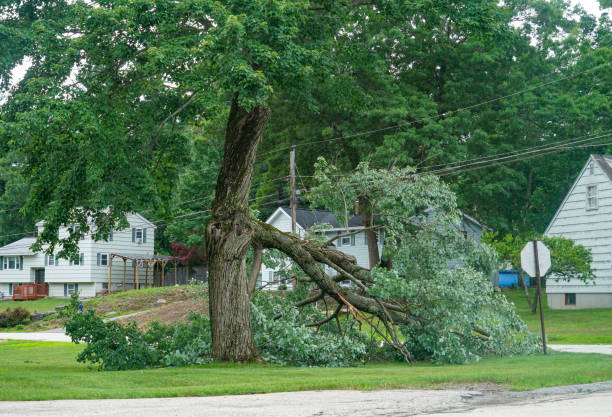 Best Tree Removal  in Lathrop, CA